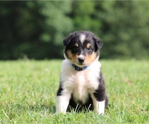 Cattle Collie Dog Puppy for sale in PROSPECT, VA, USA