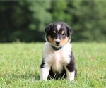 Small Cattle Collie Dog