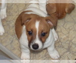 Puppy Fillmore Jack Russell Terrier