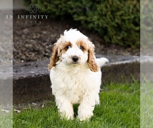 Bernedoodle (Miniature) Puppy for sale in NEWMANSTOWN, PA, USA