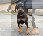 Puppy 0 Doberman Pinscher