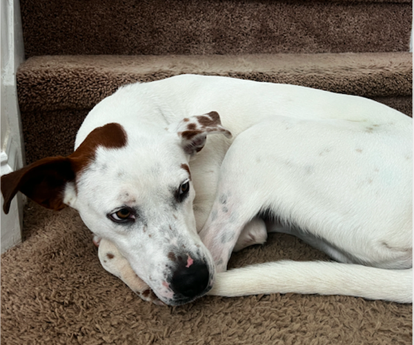 Medium Photo #4 Pointer-Unknown Mix Puppy For Sale in Decatur, GA, USA