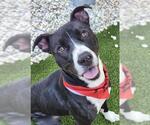 Small #2 American Pit Bull Terrier