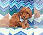 Small Photo #2 Cavapoo Puppy For Sale in LANCASTER, PA, USA