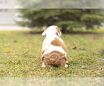 Small Photo #10 Bulldog Puppy For Sale in WARSAW, IN, USA