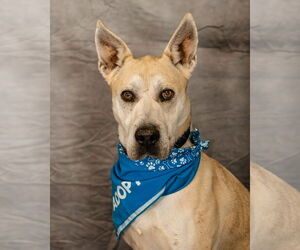 American Pit Bull Terrier-German Shepherd Dog Mix Dogs for adoption in Clinton, OK, USA