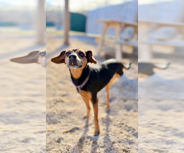 Medium Photo #7 Miniature Pinscher-Unknown Mix Puppy For Sale in Muskegon, MI, USA