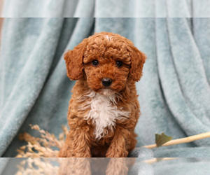 Medium Poodle (Miniature)
