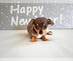 Small Photo #45 Chihuahua Puppy For Sale in CHARLESTON, AR, USA