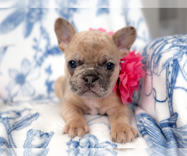 Medium Photo #4 French Bulldog Puppy For Sale in NEWARK, TX, USA