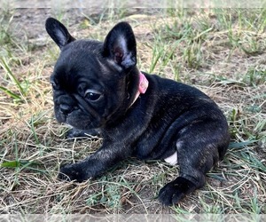 French Bulldog Puppy for sale in CANTON, TX, USA