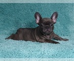 Small Photo #5 French Bulldog Puppy For Sale in ERIAL, NJ, USA