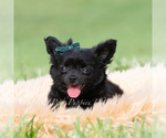 Small Photo #6 Chihuahua Puppy For Sale in WARSAW, IN, USA