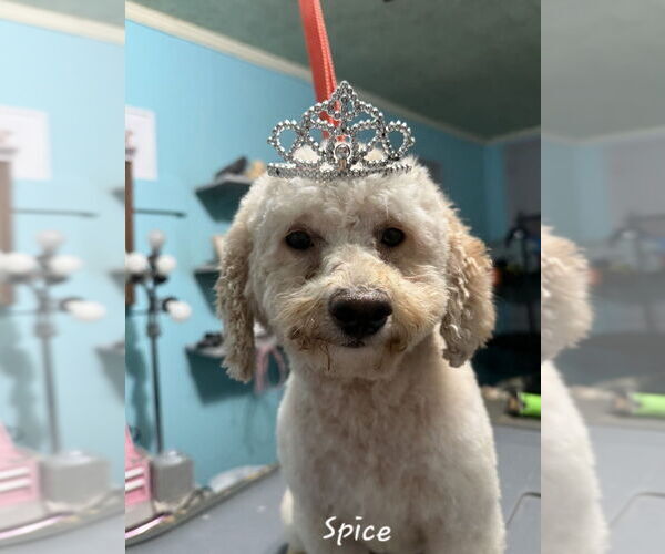 Medium Photo #4 Poodle (Miniature) Puppy For Sale in Mooresville, NC, USA