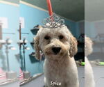 Small #3 Poodle (Miniature)
