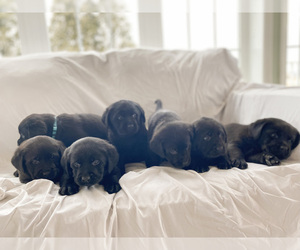 Labrador Retriever Puppy for Sale in NEW HOLLAND, Pennsylvania USA