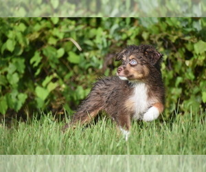 Miniature Australian Shepherd Puppy for sale in PALM COAST, FL, USA