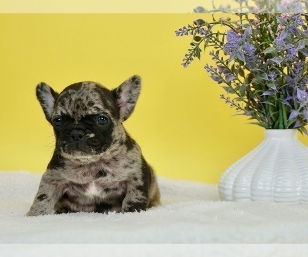 Medium Photo #3 French Bulldog Puppy For Sale in NAPPANEE, IN, USA