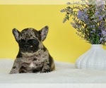 Small Photo #3 French Bulldog Puppy For Sale in NAPPANEE, IN, USA