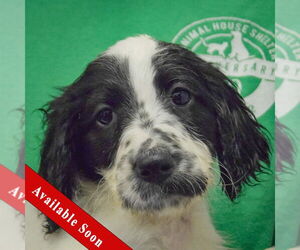 Spaniel-Unknown Mix Dogs for adoption in Huntley, IL, USA