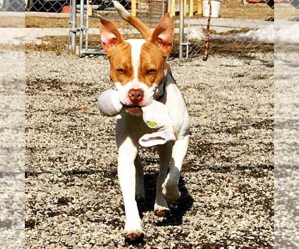 Medium Photo #4 Bulldog-Unknown Mix Puppy For Sale in Elmsford, NY, USA