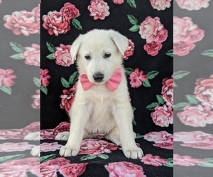 German Shepherd Dog Puppy for sale in PEACH BOTTOM, PA, USA