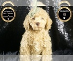 Puppy Butterfinge F1B Goldendoodle (Miniature)