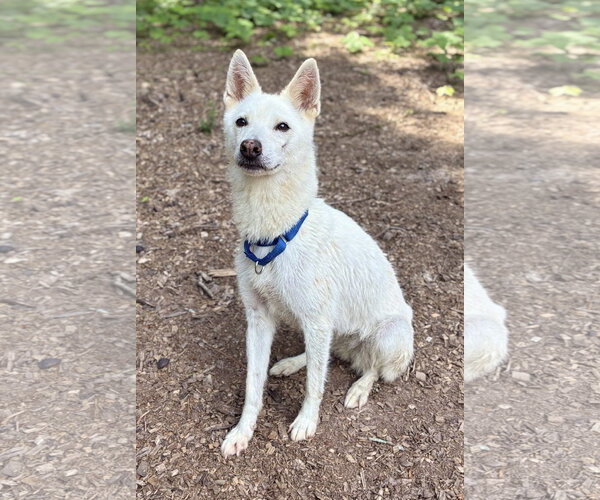 Medium Photo #3 Mutt Puppy For Sale in Clarkesville, GA, USA