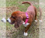 Small #1 Basset Hound