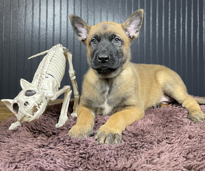 Belgian Malinois Puppy for Sale in S CHARLESTON, West Virginia USA