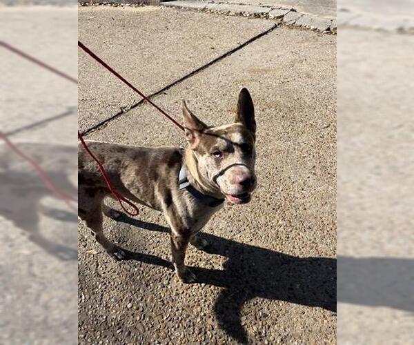 Medium Photo #1 Catahoula Leopard Dog-Unknown Mix Puppy For Sale in Houston, TX, USA