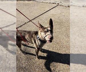 Catahoula Leopard Dog-Unknown Mix Dogs for adoption in Houston, TX, USA