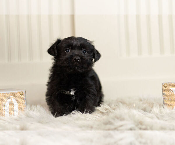Medium Photo #3 YorkiePoo Puppy For Sale in WARSAW, IN, USA