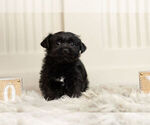 Small Photo #3 YorkiePoo Puppy For Sale in WARSAW, IN, USA