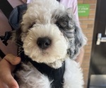 Small #18 Sheepadoodle