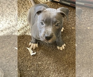 American Pit Bull Terrier Puppy for Sale in TACOMA, Washington USA