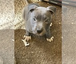 Small Photo #1 American Pit Bull Terrier Puppy For Sale in TACOMA, WA, USA
