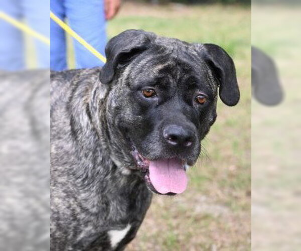 Medium Photo #2 Mutt Puppy For Sale in Glen Allen, VA, USA