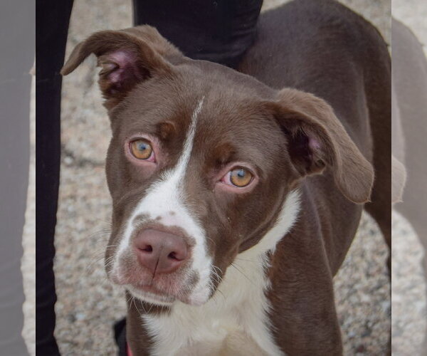 Medium Photo #1 American Staffordshire Terrier-Boxer Mix Puppy For Sale in Huntley, IL, USA