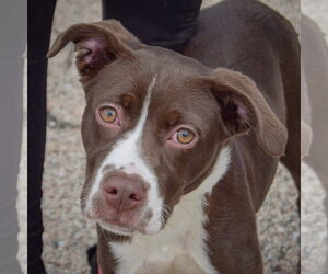 American Staffordshire Terrier-Boxer Mix Dogs for adoption in Huntley, IL, USA