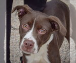 Kibby - Female American Staffordshire Terrier-Boxer Mix Dog for Adoption - Small photo