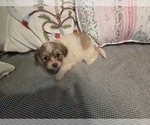 Small #45 Maltipom-Pomeranian Mix