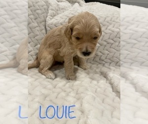 Goldendoodle Puppy for sale in CLOVIS, CA, USA