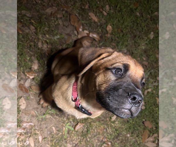 Medium Photo #4 Bullmastiff Puppy For Sale in JAY, FL, USA