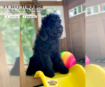 Small Photo #2 Poodle (Standard) Puppy For Sale in PAW PAW, MI, USA