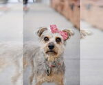 Small #3 Mutt
