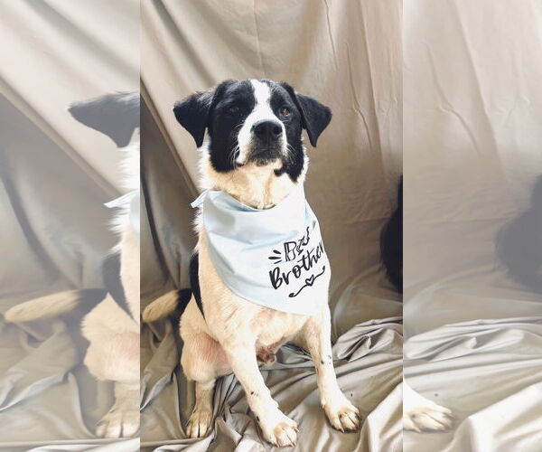 Medium Photo #1 Border Collie-Unknown Mix Puppy For Sale in Oakhurst, NJ, USA