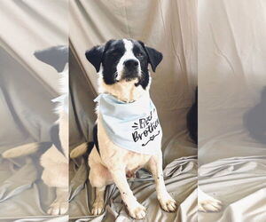 Border Collie-Unknown Mix Dogs for adoption in Oakhurst, NJ, USA