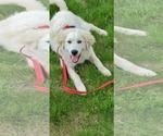 Small #1 Great Pyrenees