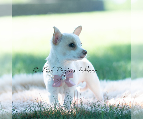Medium Photo #113 Chihuahua Puppy For Sale in WARSAW, IN, USA